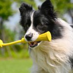 Insta360 GO 3 - Fetch Stick